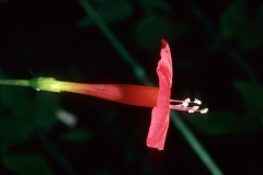 Ipomoea quamoclit; Photo credit: Daniel Austin (2)