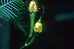 Ipomoea quamoclit; Photo credit: Daniel Austin (2)