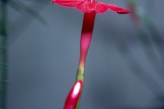 Ipomoea quamoclit; Photo credit: Daniel Austin (2)