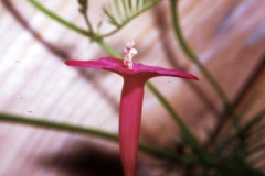 Ipomoea quamoclit; Photo credit: Daniel Austin (2)