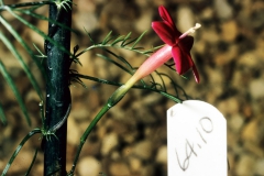 Ipomoea quamoclit; Photo credit: Daniel Austin (2)