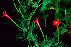 Ipomoea quamoclit; Photo credit: Daniel Austin (1)