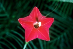 Ipomoea quamoclit; Photo credit: Daniel Austin (1)