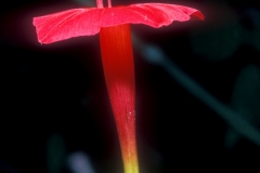 Ipomoea quamoclit; Photo credit: Daniel Austin (1)