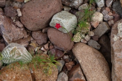 Ipomoea quamoclit; Photo credit: Michael Chamberland (3)