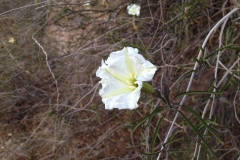 Flower of Ipomoea seaania; Photo credit: Curtis L. Smith