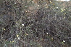 Habit of Ipomoea seaania; Photo credit: Curtis L. Smith