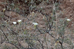 Habit of Ipomoea seaania; Photo credit: Sue Carnahan