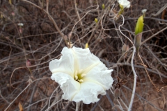 Flower of Ipomoea seaania; Photo credit: Sue Carnahan