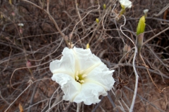 Flower of Ipomoea seaania; Photo credit: Sue Carnahan