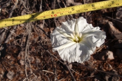 Flower of Ipomoea seaania; Photo credit: Sue Carnahan