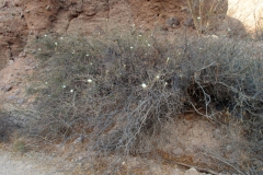 Habit of Ipomoea seaania; Photo credit: Sue Carnahan