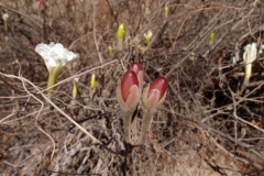 Flowers and developing capsules; Photo credit: Sue Carnahan