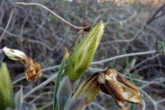 Flower bud; Photo credit: Sue Carnahan