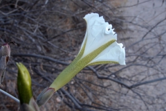Flower of Ipomoea seaania; Photo credit: Curtis L. Smith