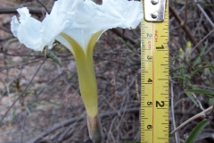 Flower of Ipomoea seaania; Photo credit: Sue Carnahan