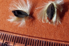 Capsule and seeds; Photo credit: Sue Carnahan