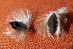 Seeds; Photo credit: Sue Carnahan