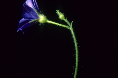 Jacquemontia agrestis; Photo credit: Daniel Austin