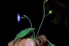 Jacquemontia agrestis; Photo credit: Daniel Austin