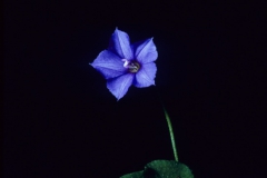 Jacquemontia agrestis; Photo credit: Daniel Austin