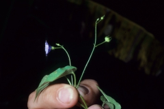Jacquemontia agrestis; Photo credit: Daniel Austin