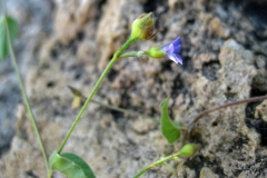 Jacquemontia agrestis; Photo credit: Ben Wilder