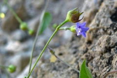 Jacquemontia agrestis; Photo credit: Ben Wilder