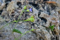 Jacquemontia agrestis; Photo credit: Ben Wilder