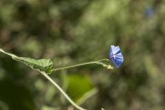 Jacquemontia agrestis; Photo credit: Richard Spellenberg