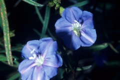 Jacquemontia pentanthos; Photo credit: Daniel Austin (1)