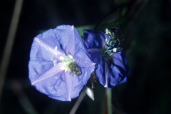 Jacquemontia pentanthos with Augochlora and Hemiptera; Photo credit: Daniel Austin (1)