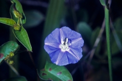 Jacquemontia pentanthos with Dialictus; Photo credit: Daniel Austin (1)