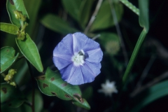 Jacquemontia pentanthos with Dialictus; Photo credit: Daniel Austin (1)