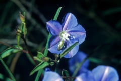 Jacquemontia pentanthos with Hemiptera; Photo credit: Daniel Austin (1)