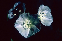 Jacquemontia pentanthos; Photo credit: Daniel Austin (3).