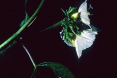 Jacquemontia pentanthos; Photo credit: Daniel Austin (3).