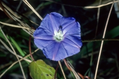 Jacquemontia pentanthos; Photo credit: Daniel Austin (1)