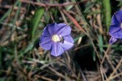 Jacquemontia pentanthos with Hemiptera; Photo credit: Daniel Austin (1)