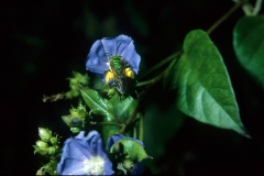 Jacquemontia pentanthos with Agapostemon splendens; Photo credit: Daniel Austin (2).
