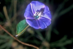 Jacquemontia pentanthos; Photo credit: Daniel Austin (1)