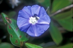 Jacquemontia pentanthos; Photo credit: Daniel Austin (1)