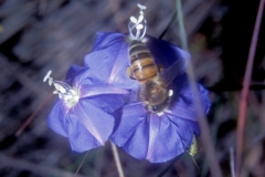 Jacquemontia pentanthos; Photo credit: Daniel Austin (1)