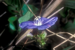 Jacquemontia pentanthos; Photo credit: Daniel Austin (1)