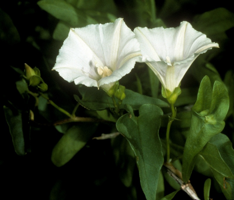 Jacquemontia polyantha; Photo credit: David Bertelsen
