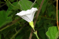 Jacquemontia polyantha; Photo credit: Daniel Austin