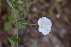Jacquemontia polyantha; Photo credit: Richard Spellenberg