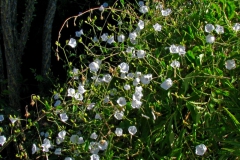 Jacquemontia polyantha; Photo credit: Daniel Austin