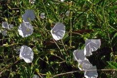 Jacquemontia polyantha; Photo credit: Daniel Austin
