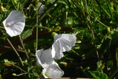Jacquemontia polyantha; Photo credit: Daniel Austin